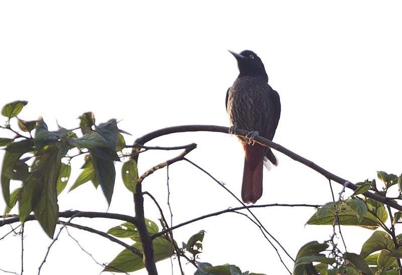 Maroon Oriole f CP4P7614.jpg