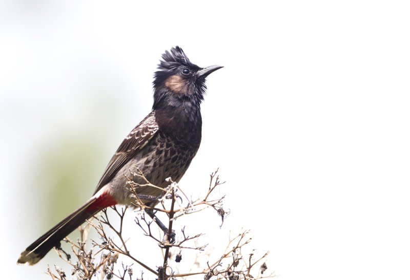 Red-vented Bulbul CP4P0390.jpg