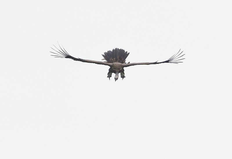 Himalayan Vulture CP4P0611.jpg