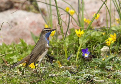 Bluethroat (Blhake) Luscinia svecica-CP4P2352.jpg