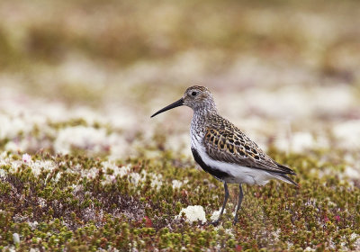 Dunlin (Krrsnppa) Calidris alpina - CP4P0413.jpg