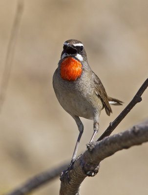 Siberian Rubythroat (Rubinnktergal) Calliope calliope - CP4P3955.jpg