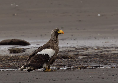 Stellers Sea Eagle (Jttehavsrn) Haliaeetus pelagicus - CP4P5966.jpg