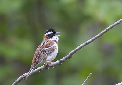 Rustic Bunting (Videsparv) Emberiza rustica - CP4P4826.jpg