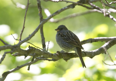 Grey Bunting (Blgr sparv) Emberiza variabilis - CP4P4996-.jpg