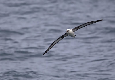 Laysan Albatross (Laysanalbatross) Phoebastria immutabilis - CP4P5705.jpg