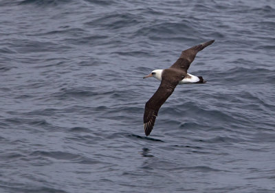 Laysan Albatross (Laysanalbatross) Phoebastria immutabilis- CP4P5728.jpg
