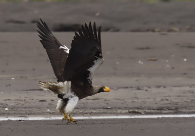 Stellers Sea Eagle (Jttehavsrn) Haliaeetus pelagicus - CP4P5972.jpg