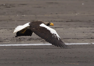 Stellers Sea Eagle (Jttehavsrn) Haliaeetus pelagicus- CP4P5976.jpg