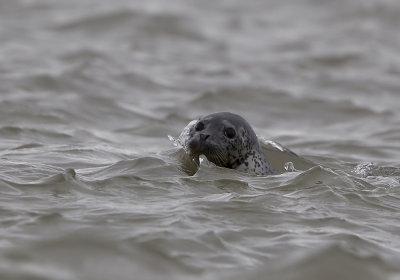 Larga Seal (Largasäl) Phoca larga - CP4P6032.jpg