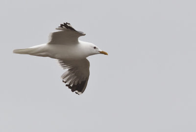 Kamchatka Gull (Fiskms) Larus canus kamtschatschensis - CP4P6367.jpg