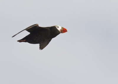 Tufted Puffin (Tofslunne) Fratercula cirrhata- CP4P7157.jpg