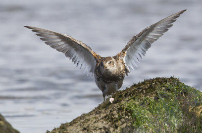 Rock Sandpiper (Klippsnäppa) Calidirs ptilocnemis - CP4P7773.jpg