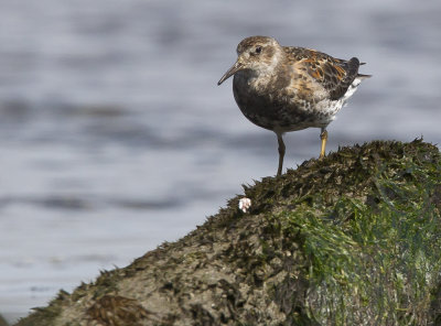 Rock Sandpiper (Klippsnäppa) Calidirs ptilocnemis - CP4P7783.jpg