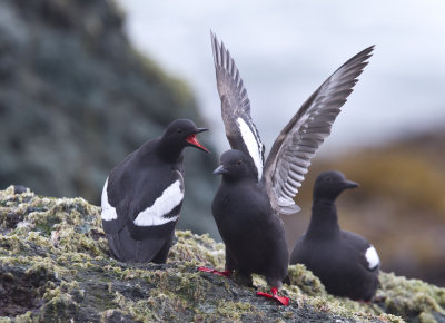 Pigeon Guillemot (Beringtejst) Cepphus columba - CP4P9173.jpg