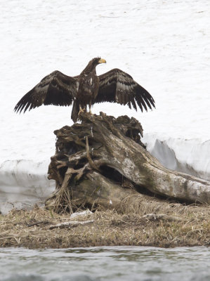 Stellers Sea Eagle (Jttehavsrn) Haliaeetus pelagicus - CP4P6438.jpg