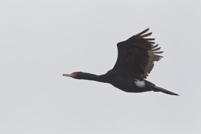 Red-faced Cormorant (Beringskarv) Phalacrocorax urile - CP4P7957.jpg