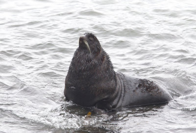 Northern Fur Seal - CP4P8053.jpg