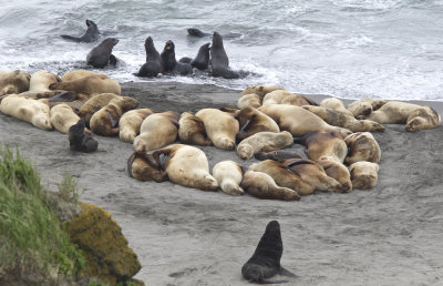 Stellers Sea Lions and Northern Fur Seals - CP4P8063.jpg