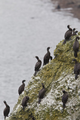 Red-faced Cormorants (Beringskarv) Phalacrocorax urile - CP4P8090.jpg