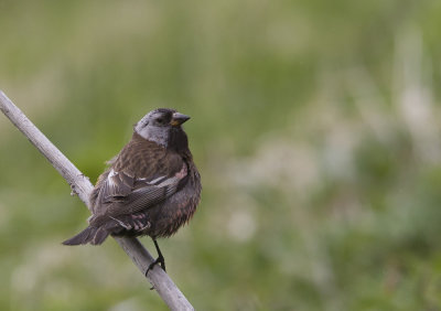 Grey-crowned Rosy-finch (Grånackad alpfink) Leucosticte tephrocotis - CP4P8947.jpg