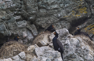 Red-faced Cormorant (Beringskarv) Phalacrocorax urile - CP4P9448.jpg