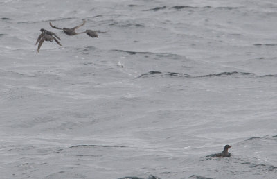 Whiskered Auklets (  Aethia pygmaea- CP4P9713.jpg