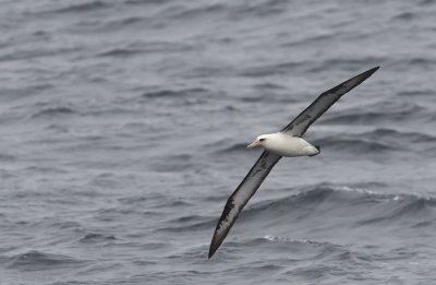 Laysan Albatross (Laysanalbatross) - CP4P9800.jpg