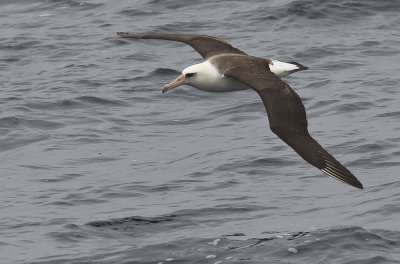 Laysan Albatross (Laysanalbatross) - CP4P9813.jpg