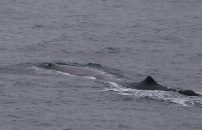 Sperm Whale (Kaskelot) Physeter macrocephalus - CP4P9993.jpg