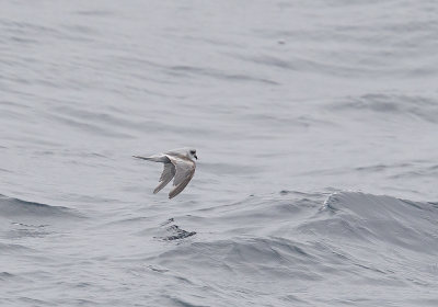 Fork-tailed Storm-Petrel (Gr stormsvala) Oceanodroma furcata - CP4P0216.jpg