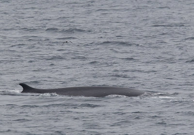 Fin whale (Sillval) Balaenoptera physalus - CP4P0270.jpg