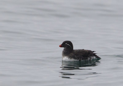 Parakeet Auklet (Papegojalka) - CP4P0744.jpg