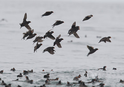 Crested Auklet (Tofsalka) - CP4P0748.jpg