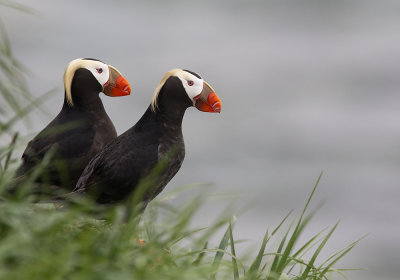 Tufted Puffin (Tofsalka) - CP4P0985.jpg