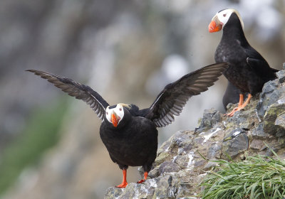 Tufted Puffin (Tofsalka) - CP4P1076.jpg