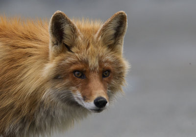 Red Fox (Rdrv) Vulpes vulpes - CP4P1232jpg