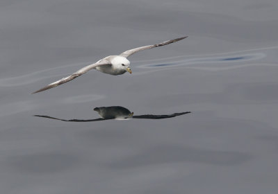 Northern Fulmar (Stormfgel) Fulmaris glacialis rodgersii - CP4P1280.jpg