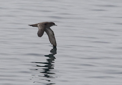 Short-tailed Shearwater (Kortstjrtad lira) Puffinus tenoirostris - CP4P1339.jpg