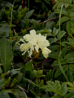 Rhododendron - P6242848.jpg