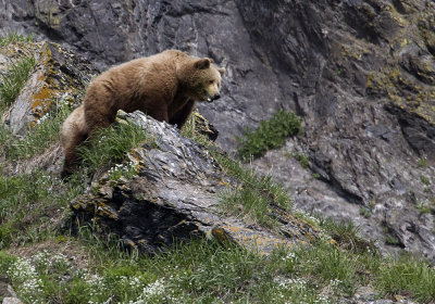 Brown Bear (Brunbjrn) Ursus arctos - CP4P1573.jpg