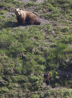 Brown Bear with cub (Brunbjörn) Ursus arctos - CP4P1373.jpg