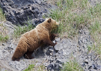 Brown Bear (Brunbjrn) Ursus arctos - CP4P1601.jpg