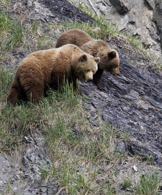 Brown Bear (Brunbjörn) Ursus arctos - CP4P1608.jpg