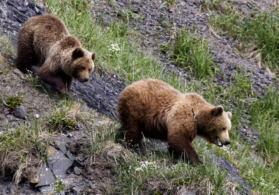 Brown Bear (Brunbjrn) Ursus arctos - CP4P1619.jpg