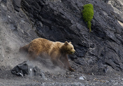 Brown Bear (Brunbjörn) Ursus arctos - CP4P1637.jpg