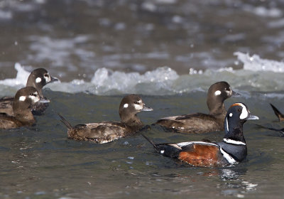 Harlequin Duck (Strmand) Histrionicus histrionicus - CP4P1816.jpg