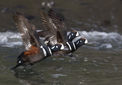 Harlequin Duck (Strmand) Histrionicus histrionicus - CP4P1819.jpg
