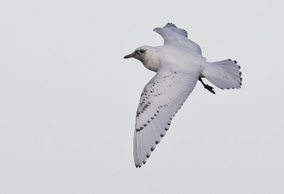 Ivory Gull (Ismås) Pagophila eburnia - CP4P8494.jpg