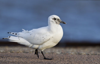 Ivory Gull (Ismås) Pagophila eburnea - CP4P8394.jpg